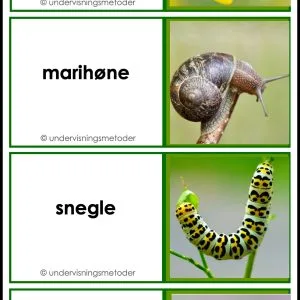 DOMINO: Lær navn på insekter og småkryp