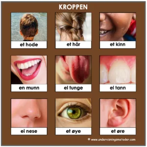 LOTTO: Lær navn på ytre kroppsdeler