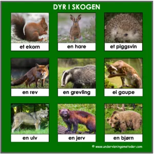 LOTTO: Lær navn på dyr i skogen