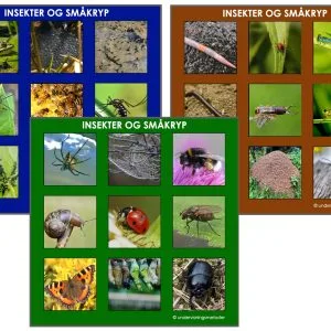 LOTTO: Lær navn på insekter og småkryp