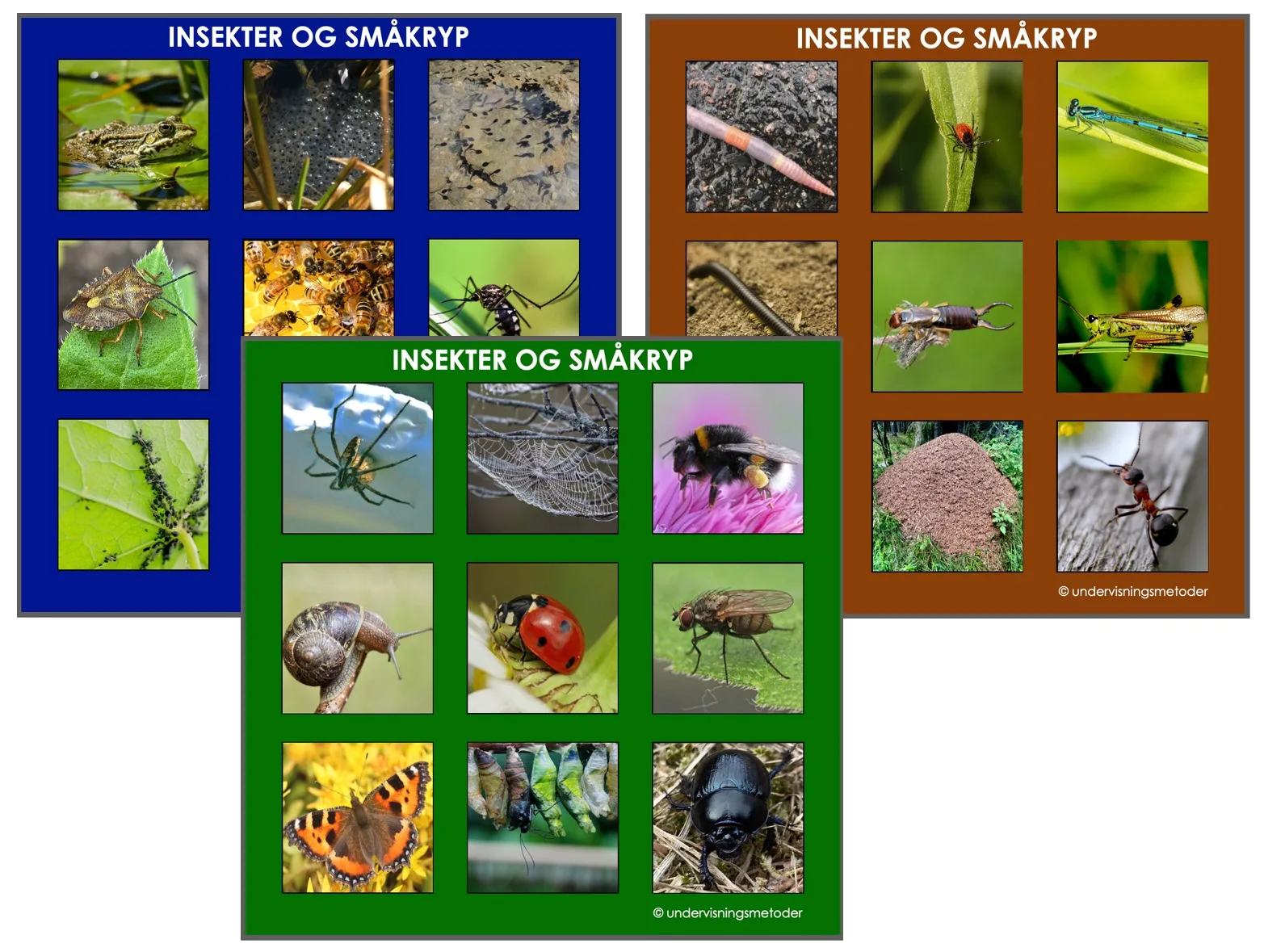 LOTTO: Lær navn på insekter og småkryp