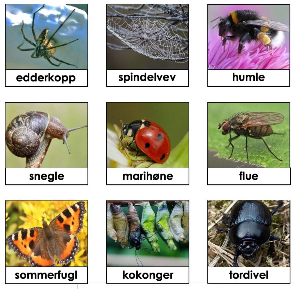 LOTTO L r Navn P Insekter Og Sm kryp UNDERVISNINGSMETODER lotto-l-r-navn-p-insekter-og-sm-kryp-undervisningsmetoder