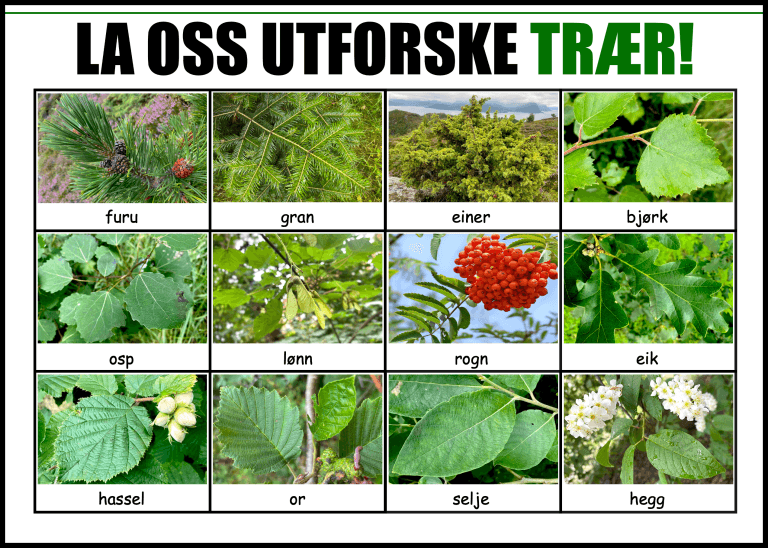 Trær - UNDERVISNINGSMETODER