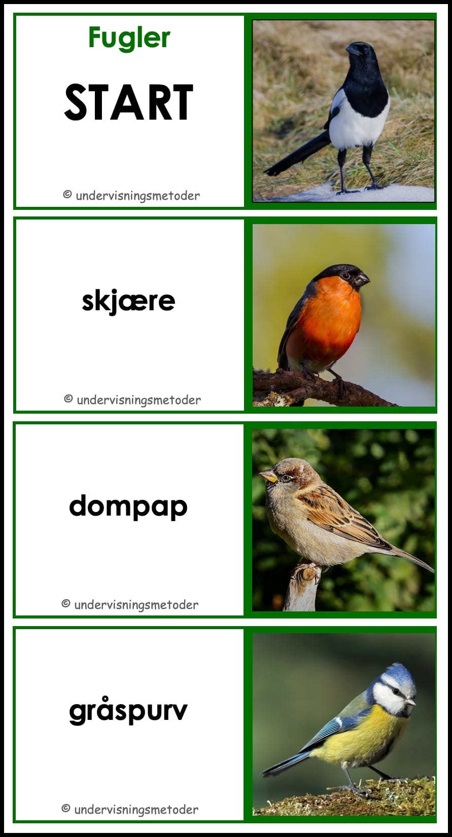 DOMINO - Lær navn på fugler