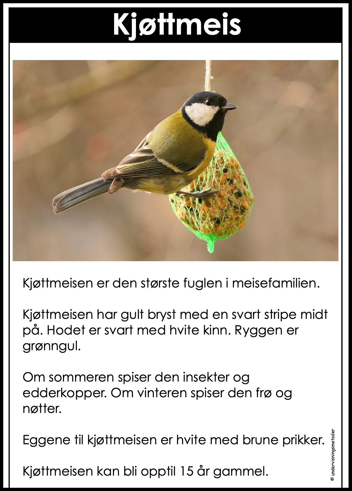 SAMLEPAKKE: Fugler - Faktatekster, hentediktat og natursti - Bilde 2