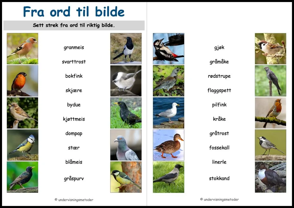 Fugler 7 fugler fra ord til bilde