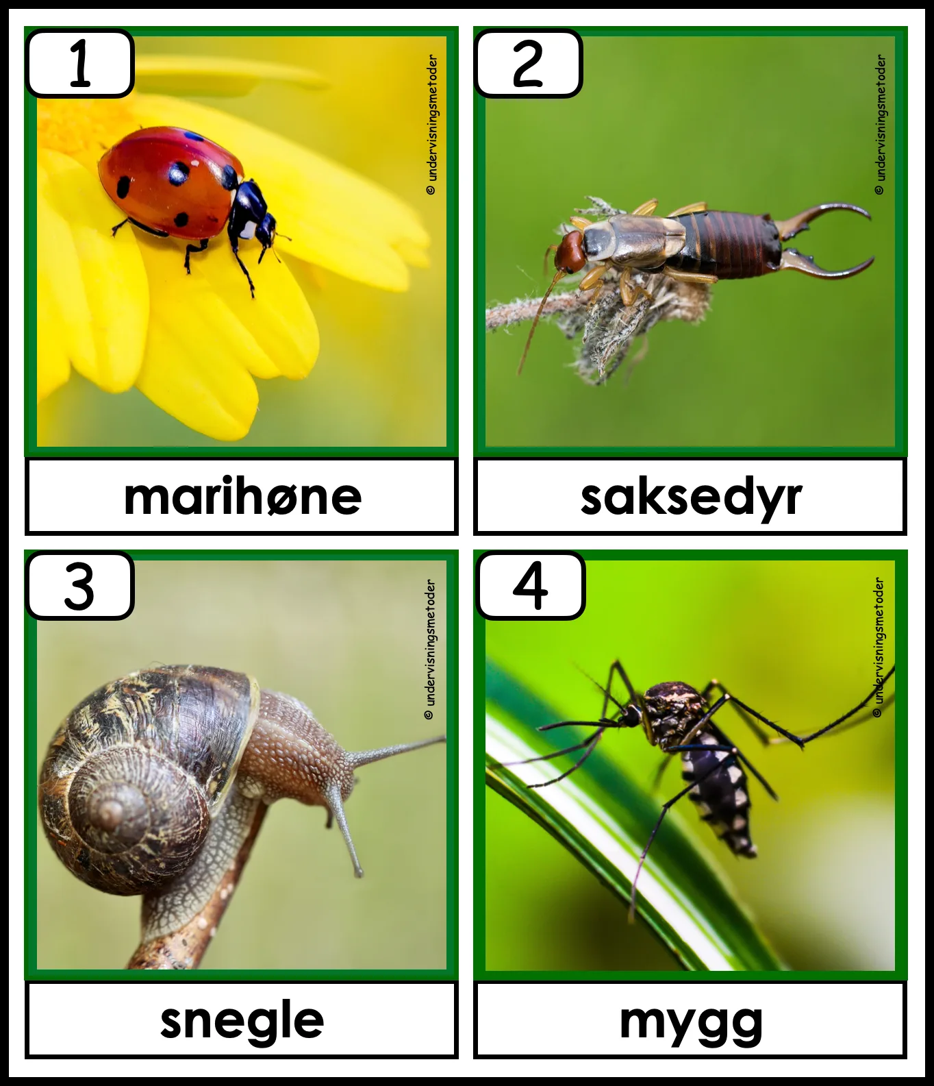 HENTEDIKTAT: Insekter og småkryp