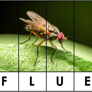 PUSLESPILL: Insekter og småkryp