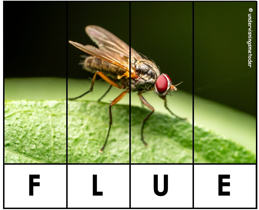 PUSLESPILL: Insekter og småkryp