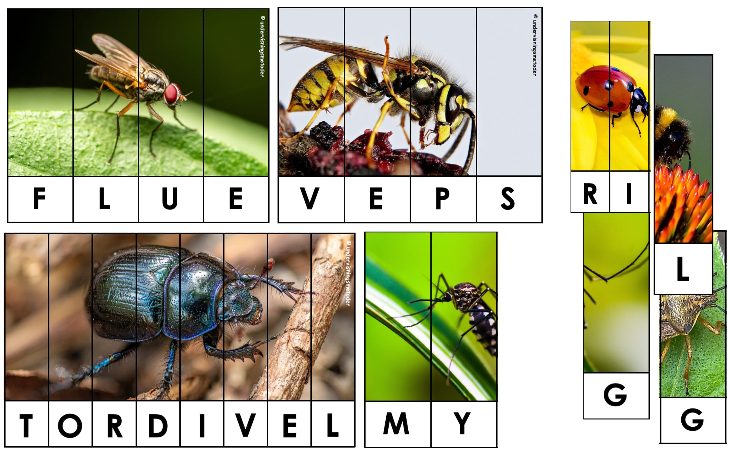 PUSLESPILL: Insekter og småkryp - Bilde 2