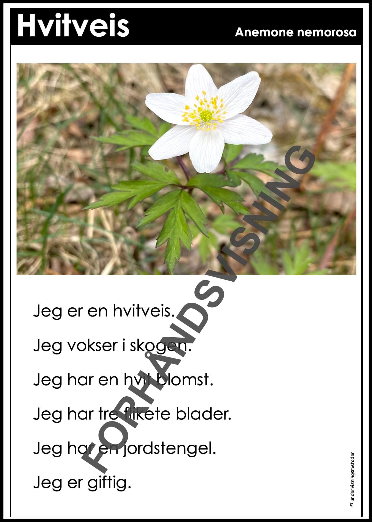 FAKTATEKSTER: Vårblomster - Bilde 2