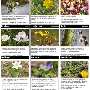 FAKTATEKSTER: Vårblomster