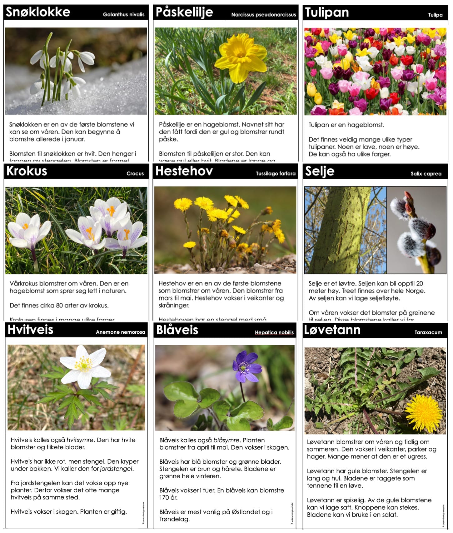 FAKTATEKSTER: Vårblomster