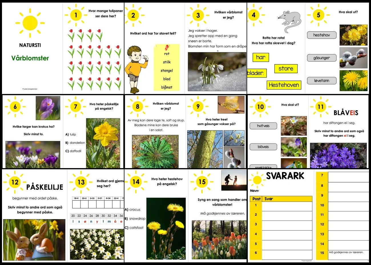 SAMLEPAKKE: Vårblomster - Faktatekster, powerpoint, hentediktat og natursti - Bilde 6