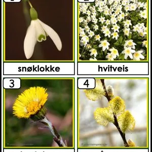 HENTEDIKTAT: Vårblomster