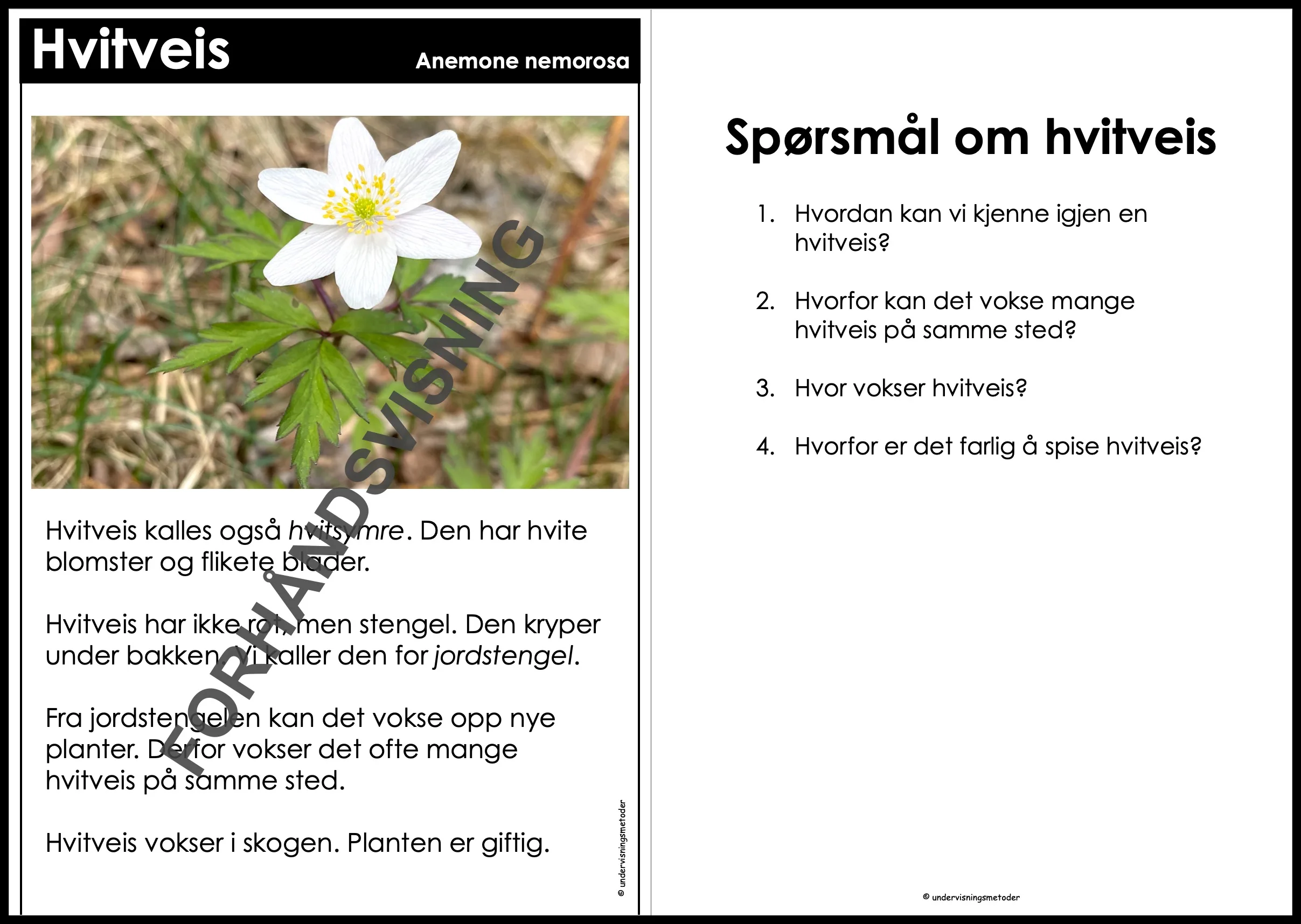 FAKTATEKSTER: Vårblomster - Bilde 3