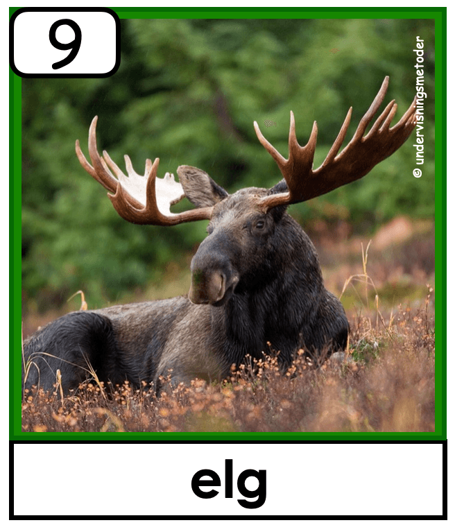 HENTEDIKTAT: Skogsdyr - Bilde 2