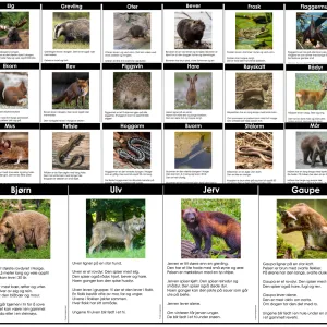 FAKTATEKSTER: Skogsdyr