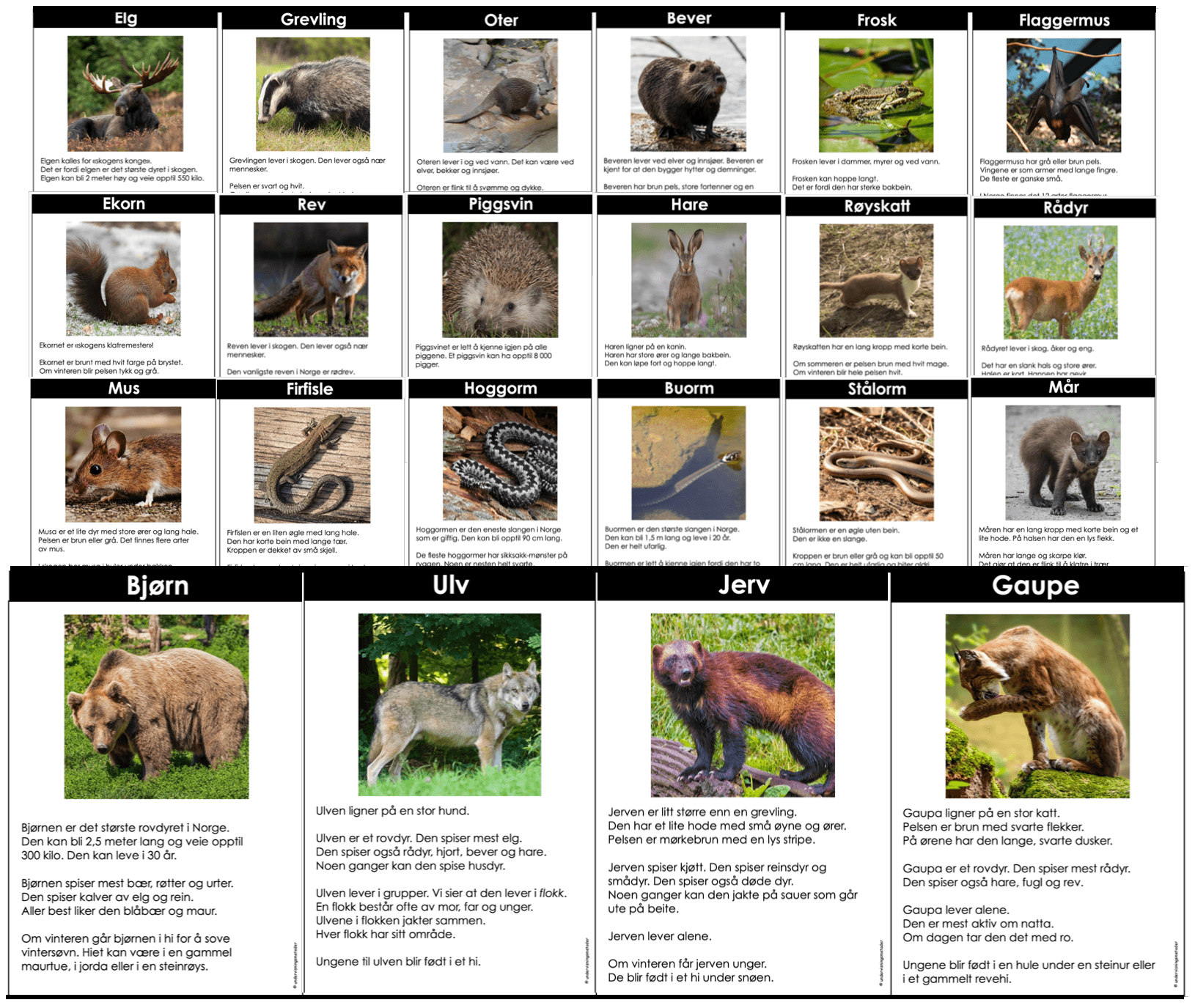 FAKTATEKSTER: Skogsdyr
