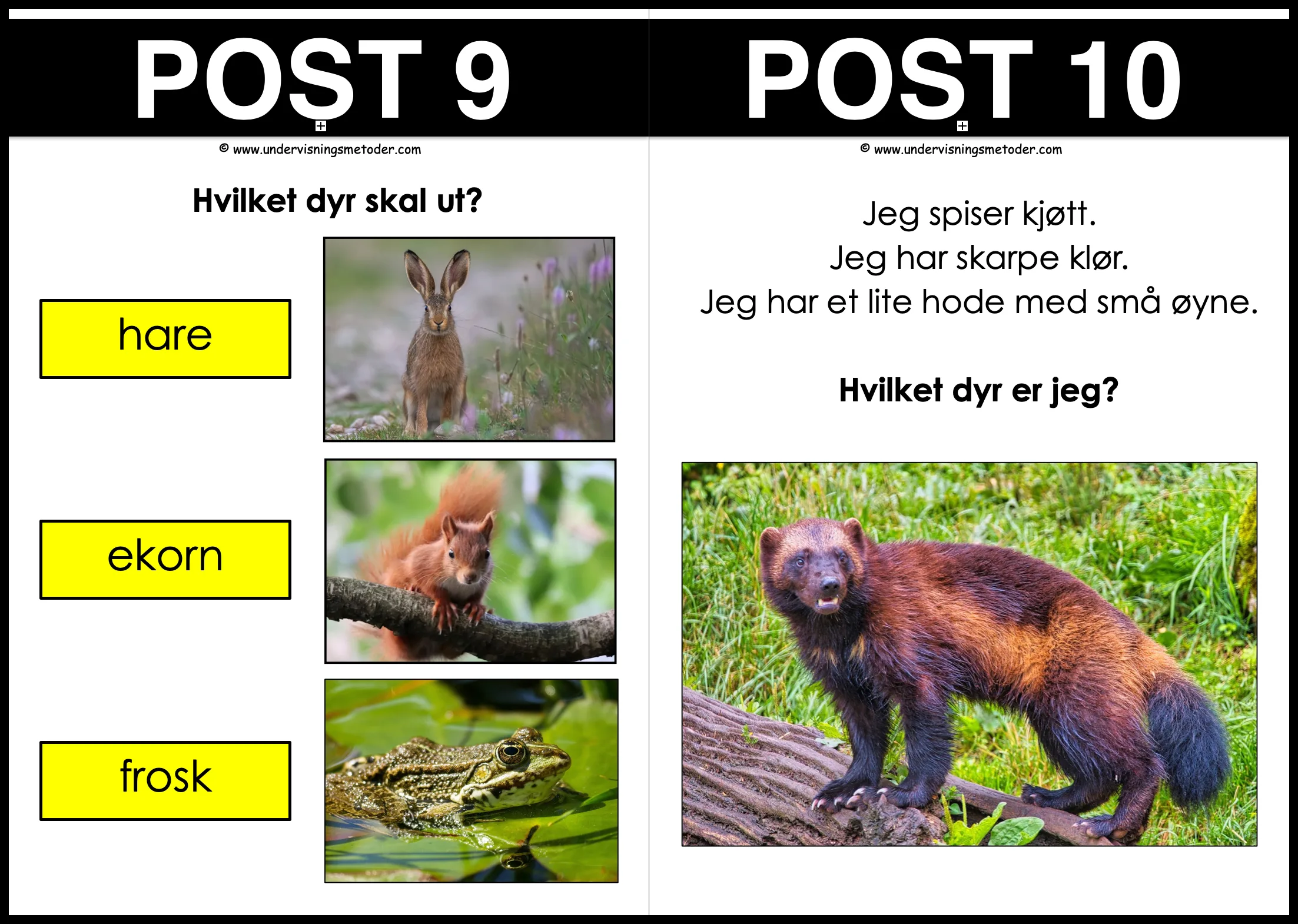 NATURSTI: Skogsdyr - Bilde 3