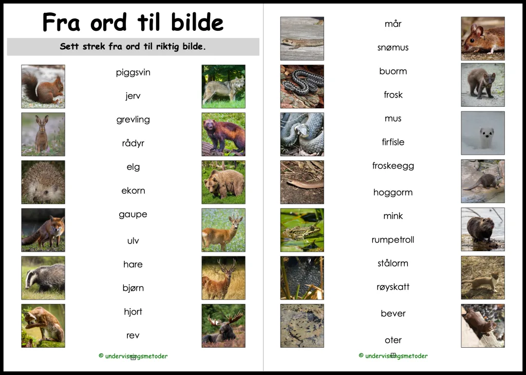 Skogsdyr 15 ord til bilde skogsdyr