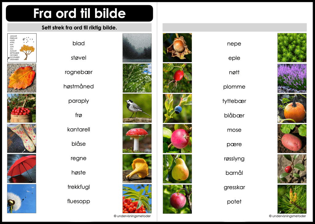 ord til bilde host